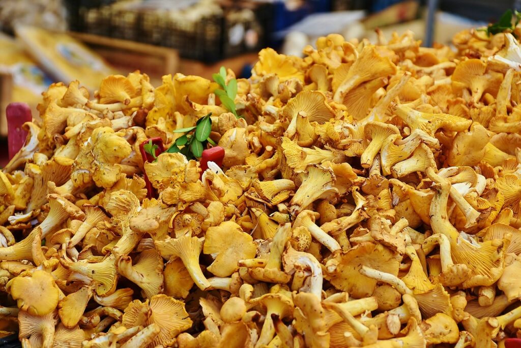 Frische Pfifferlinge in vielen Variantionen im Räuber Lippoldskrug