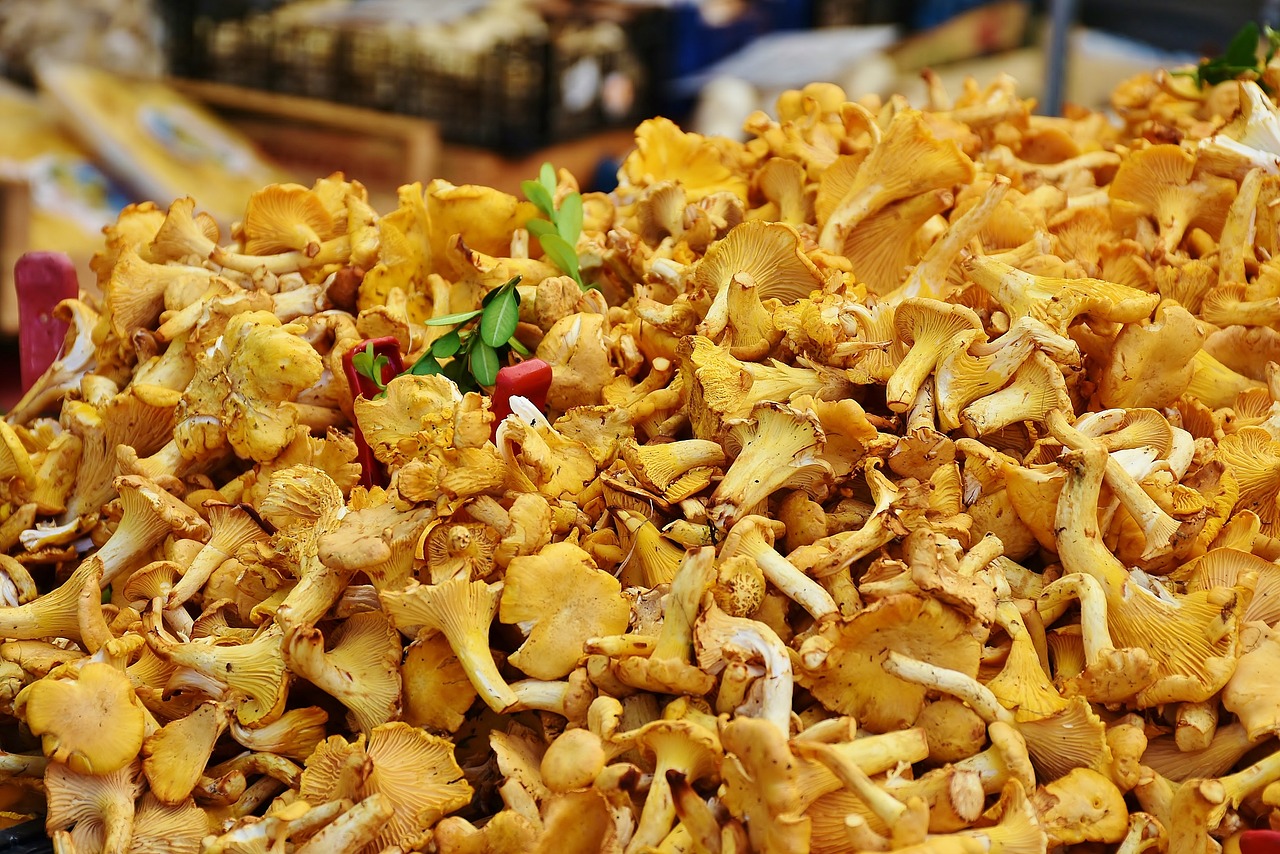 Frische Pfifferlinge in vielen Variantionen im Räuber Lippoldskrug